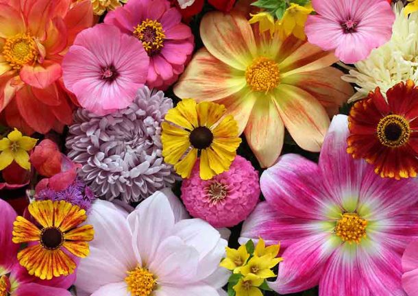 Flowers